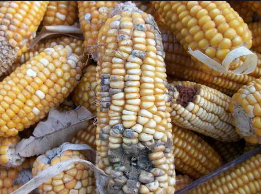 SPOILT MAIZE POST HARVEST LOSS